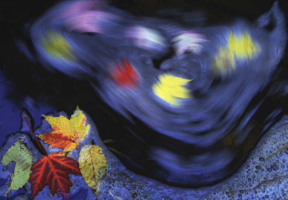 Canada, Quebec Autumn leaves swirl in a creek art print by Gilles Delisle for $57.95 CAD